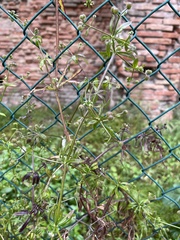 Galium aparine