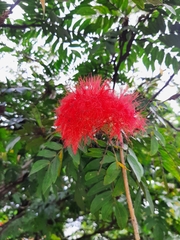 Calliandra haematocephala