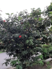 Calliandra haematocephala