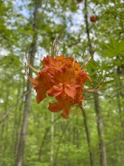 Rhododendron flammeum