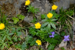 Ranunculus montanus