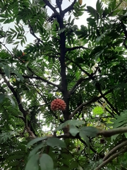Calliandra haematocephala