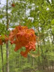 Rhododendron flammeum