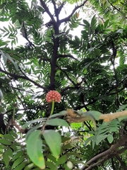 Calliandra haematocephala