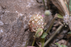 Trifolium argutum