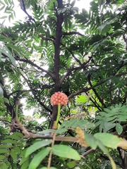 Calliandra haematocephala