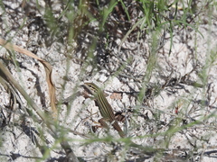 Aspidoscelis sonorae