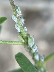 Macrosiphum albifrons