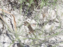 Aspidoscelis sonorae