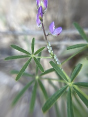Macrosiphum albifrons