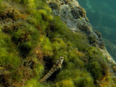 Parablennius incognitus