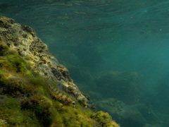 Parablennius incognitus