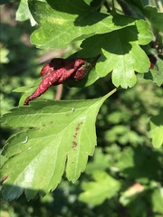 Dysaphis crataegi