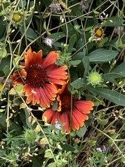 Gaillardia