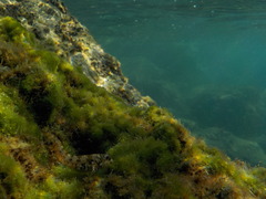 Parablennius incognitus