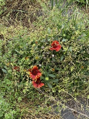 Gaillardia