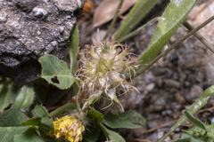 Trifolium spumosum