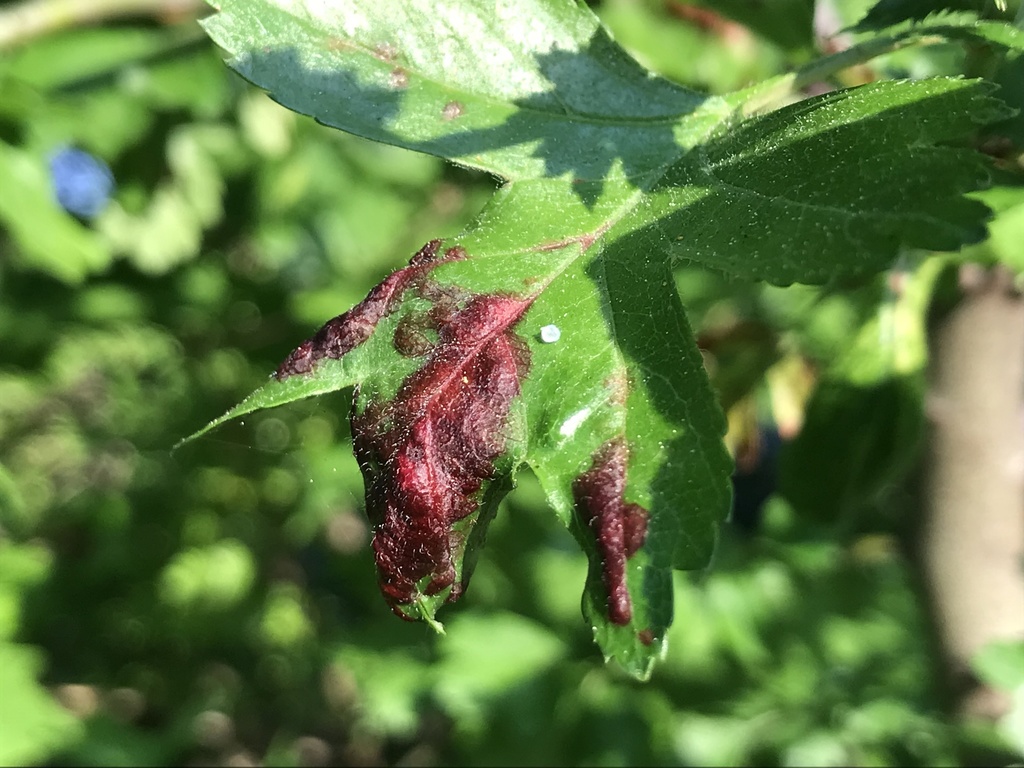 hawthorn-carrot aphid