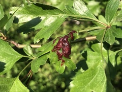 Dysaphis crataegi