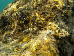 Coryphoblennius galerita