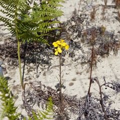 Erysimum teretifolium