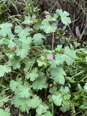 Geranium rotundifolium