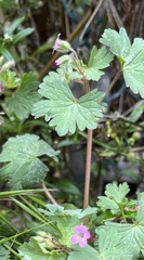 Geranium rotundifolium