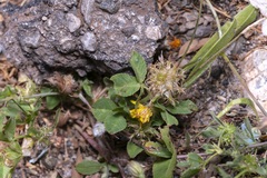 Trifolium spumosum