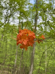 Rhododendron flammeum