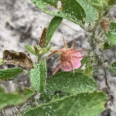 Hermannia glanduligera