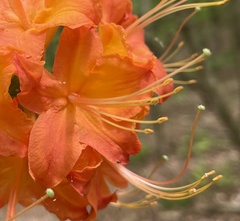 Rhododendron flammeum