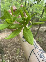 Rhododendron flammeum