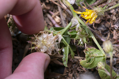 Trifolium spumosum