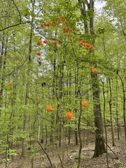 Rhododendron flammeum