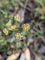Lomatium marginatum marginatum