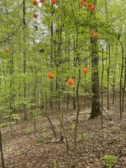 Rhododendron flammeum