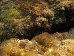 Microlipophrys canevae