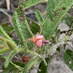 Hermannia glanduligera