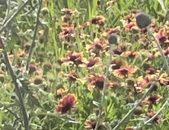 Gaillardia pulchella