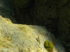 Microlipophrys adriaticus