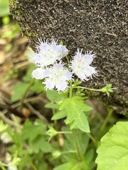 Phacelia fimbriata