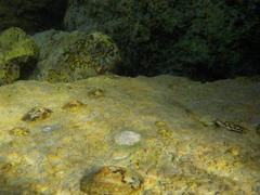 Microlipophrys adriaticus