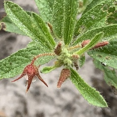 Hermannia glanduligera