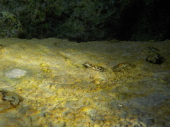 Microlipophrys adriaticus