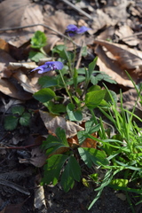 Viola × bavarica