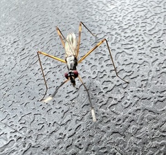 Rainieria antennaepes