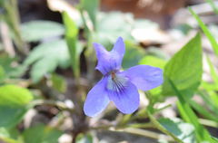 Viola × bavarica