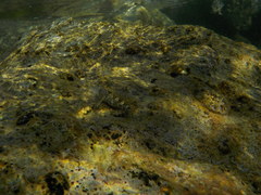 Coryphoblennius galerita
