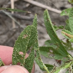 Hermannia glanduligera