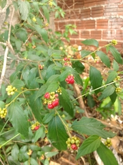 Varronia polycephala